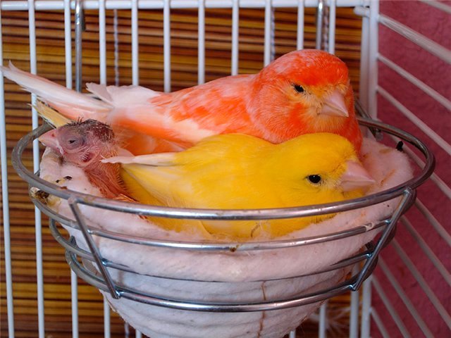 Содержание канареек и уход за ними в Тетюшах