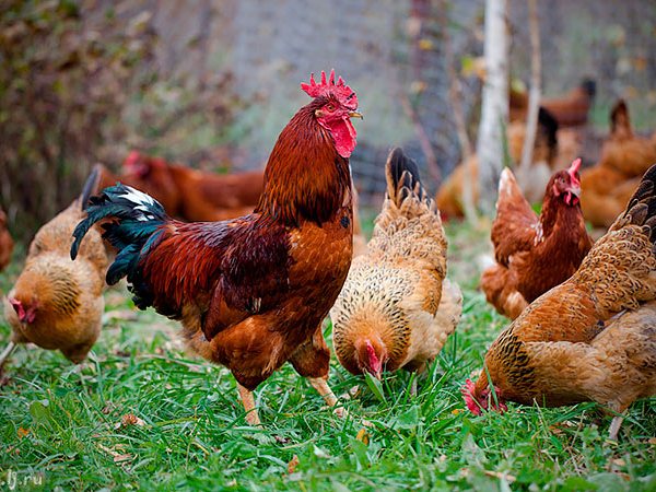 Породы куриц | ЗооТом - продажа, вязка и услуги для животных в Тетюшах