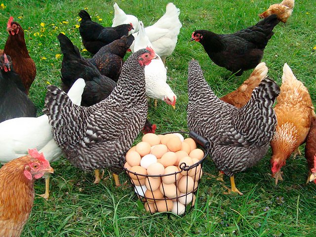 Содержание кур и уход за ними | ЗооТом - продажа, вязка и услуги для животных в Тетюшах