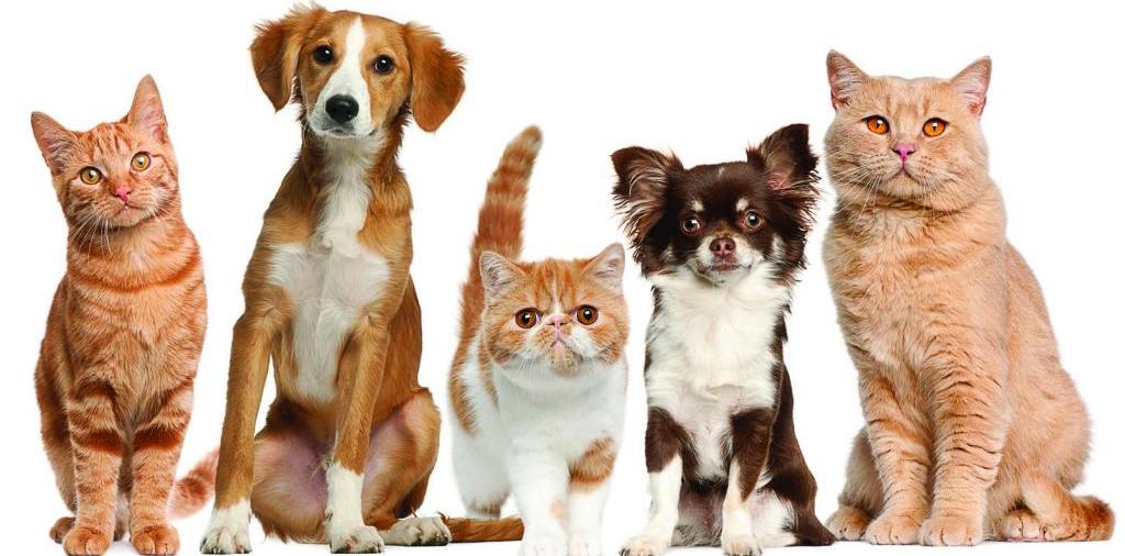 Доска объявлений о животных | ЗооТом - продажа, вязка и услуги для животных в Тетюшах