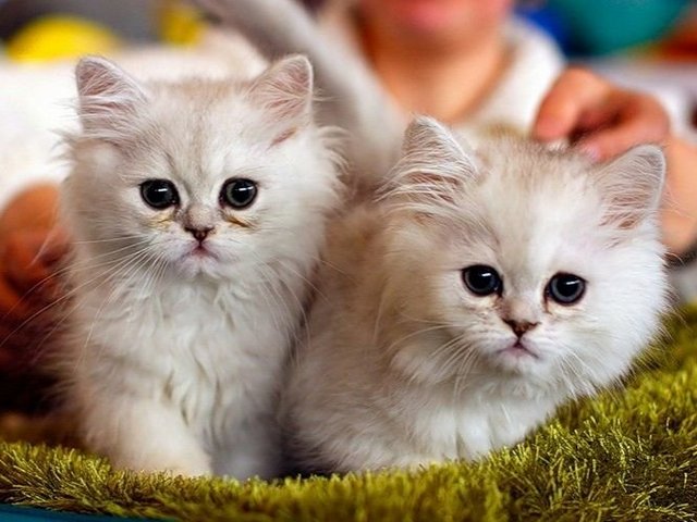 Породы кошек в Тетюшах | ЗооТом портал о животных