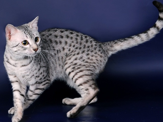 Породы кошек в Тетюшах | ЗооТом портал о животных