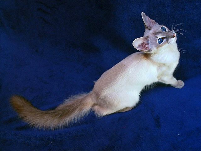 Выведенные породы кошек в Тетюшах | ЗооТом портал о животных