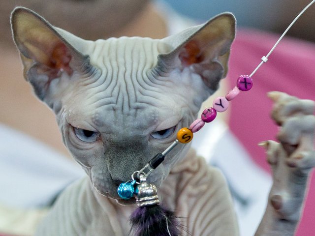 Выставки кошек в Тетюшах | ЗооТом портал о животных