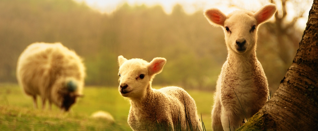 Объявления о сельскохозяйственных животных | ЗооТом - продажа, вязка и услуги для животных в Тетюшах