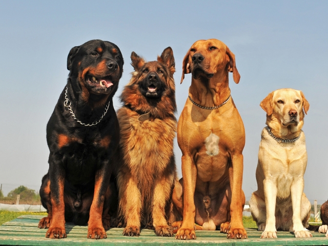Крупные породы собак в Тетюшах | ЗооТом портал о животных