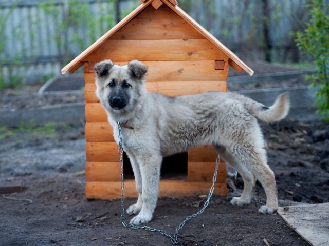 Все о собаках в Тетюшах Все о собаках в Тетюшах